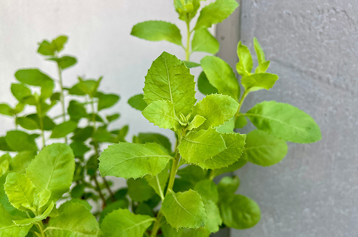 Daun Beluntas