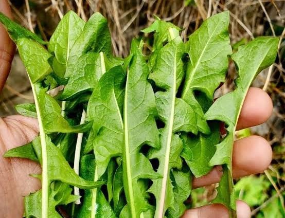 Daun Tempuyung